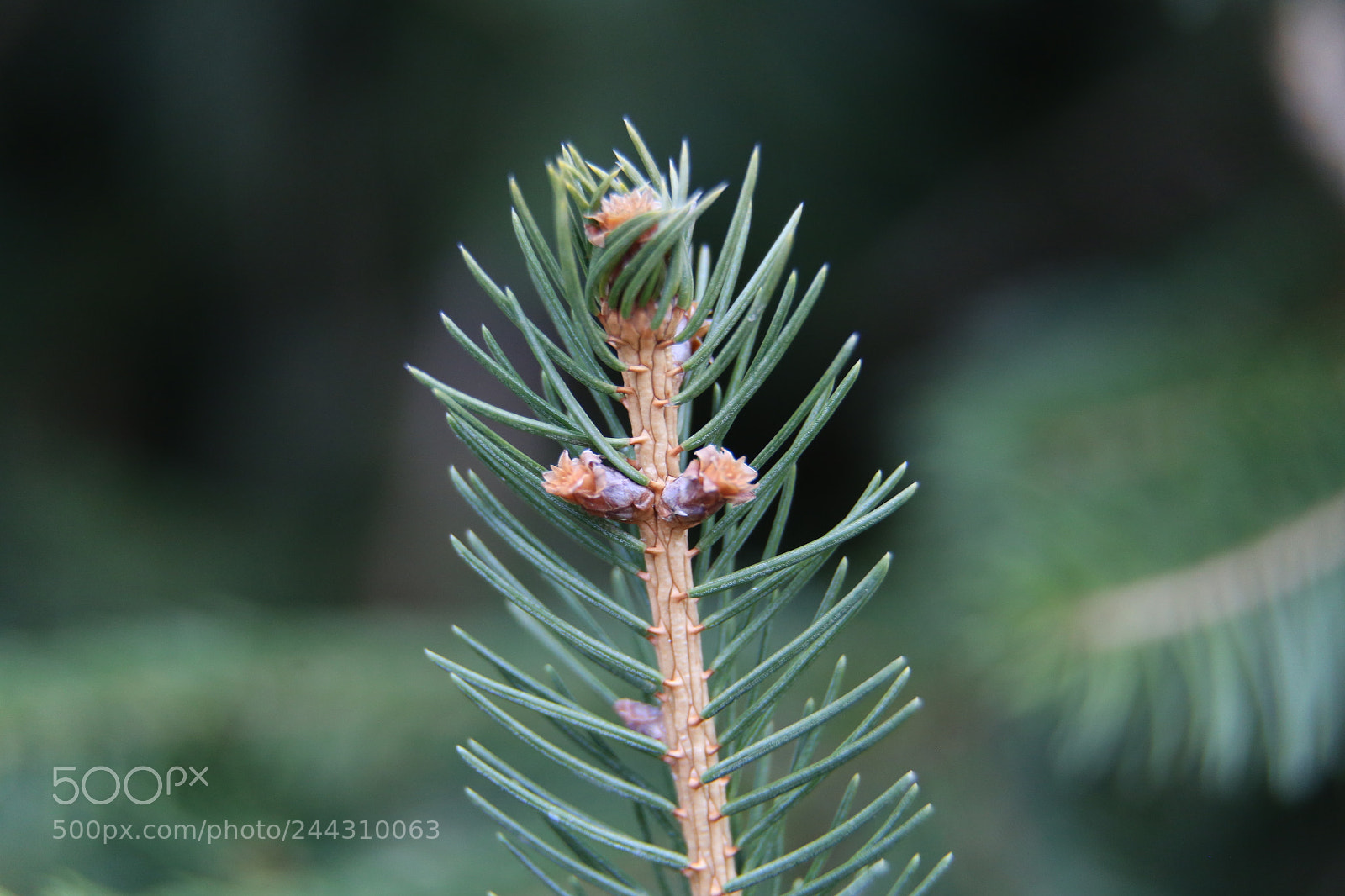 Canon EOS 6D + Canon EF 24-105mm F4L IS USM sample photo. Nature detail photography