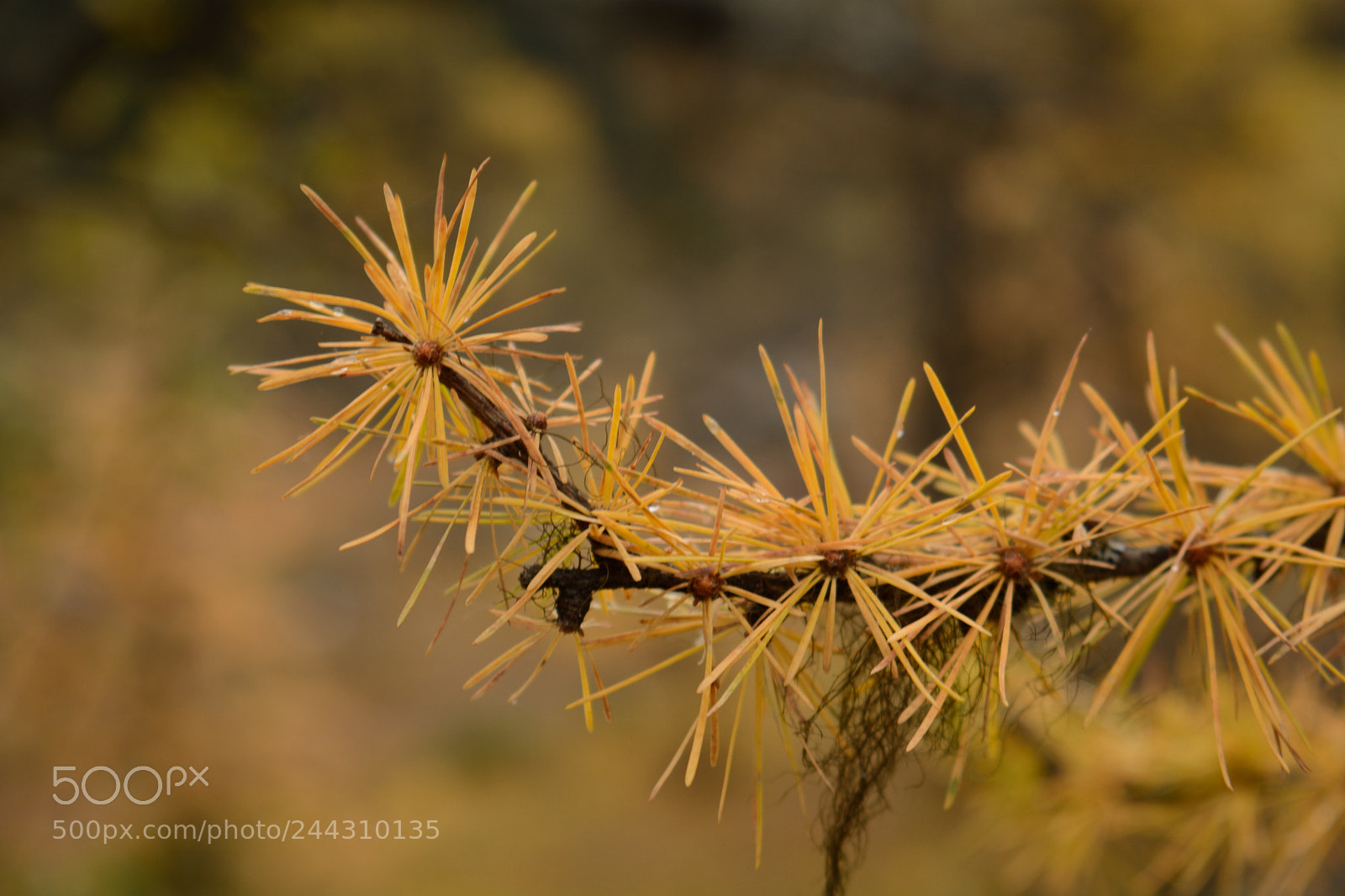 Nikon D7100 sample photo. 黄色树枝 photography