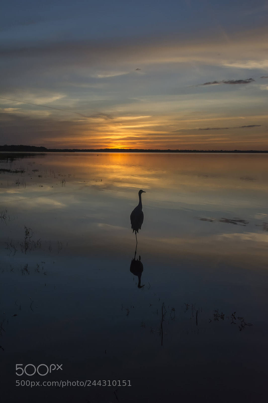Nikon D7100 sample photo. Myakka sunset photography