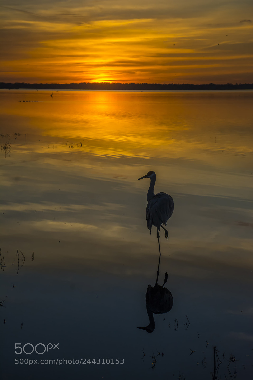Nikon D7100 sample photo. Myakka sunset photography