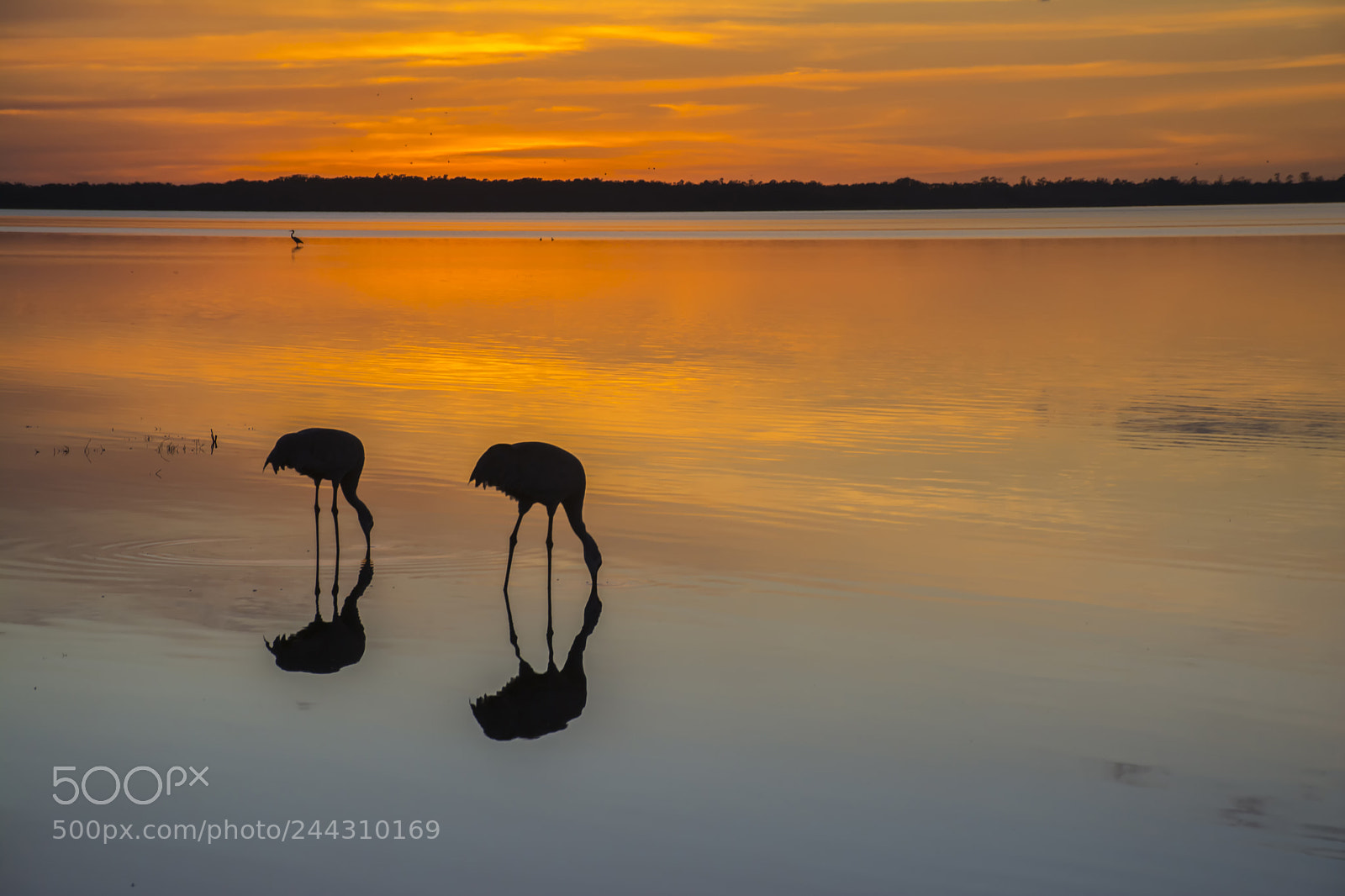 Nikon D7100 sample photo. Myakka sunset photography