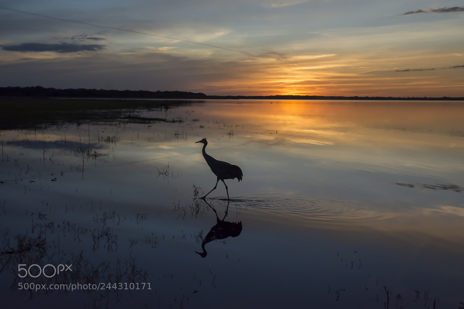 Nikon D7100 sample photo. Myakka sunset photography