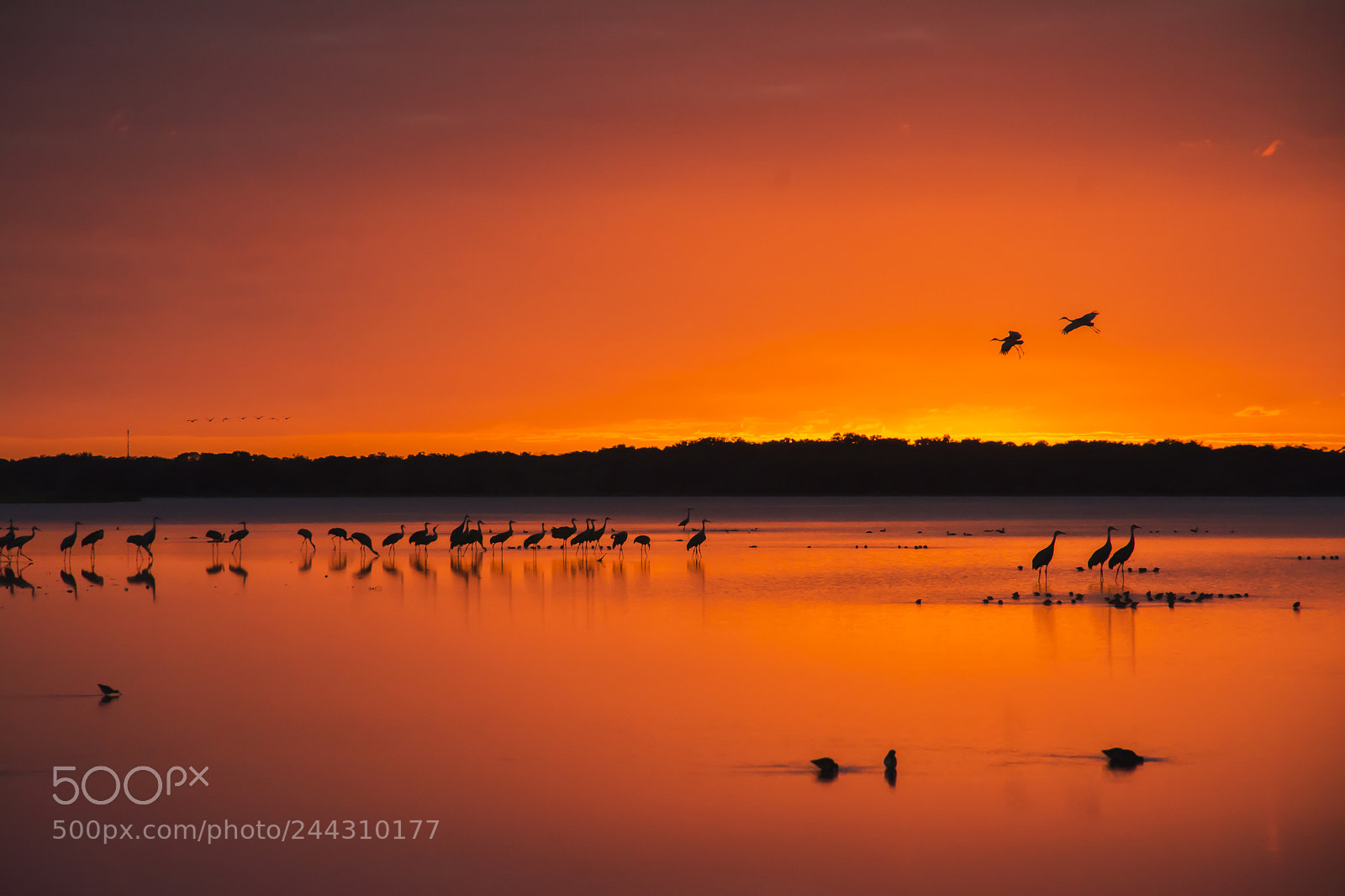 Nikon D7100 sample photo. Myakka sunset photography