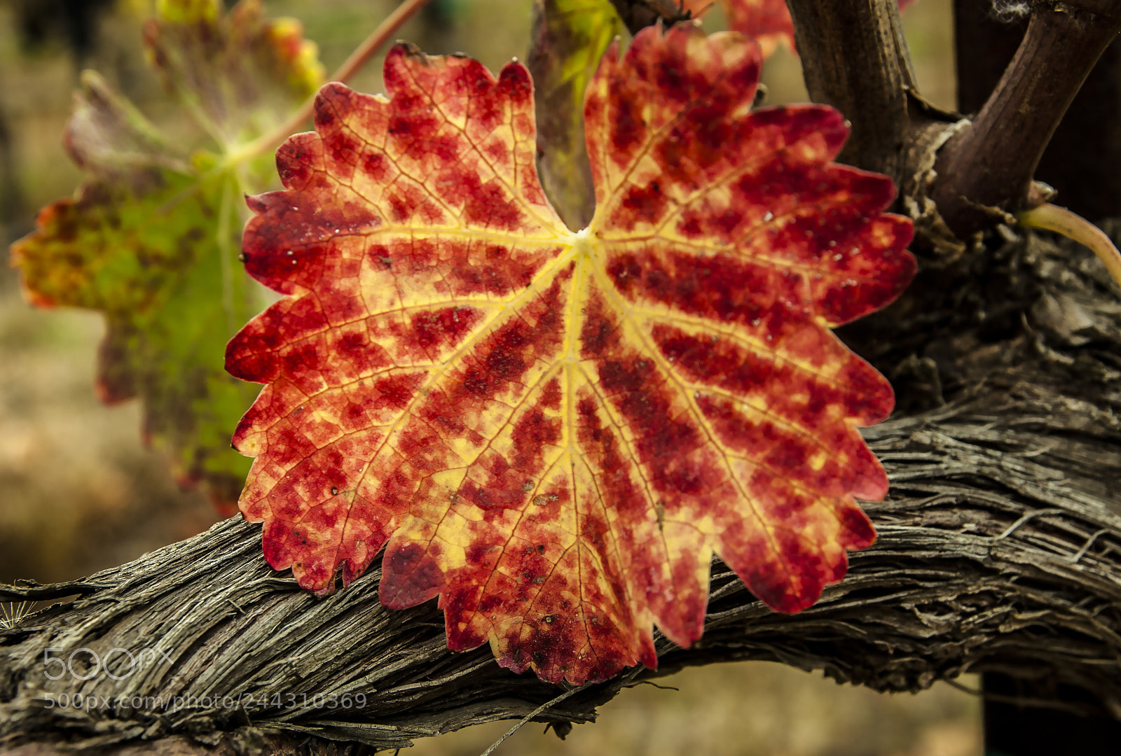 Canon EOS 30D sample photo. Grape vine photography