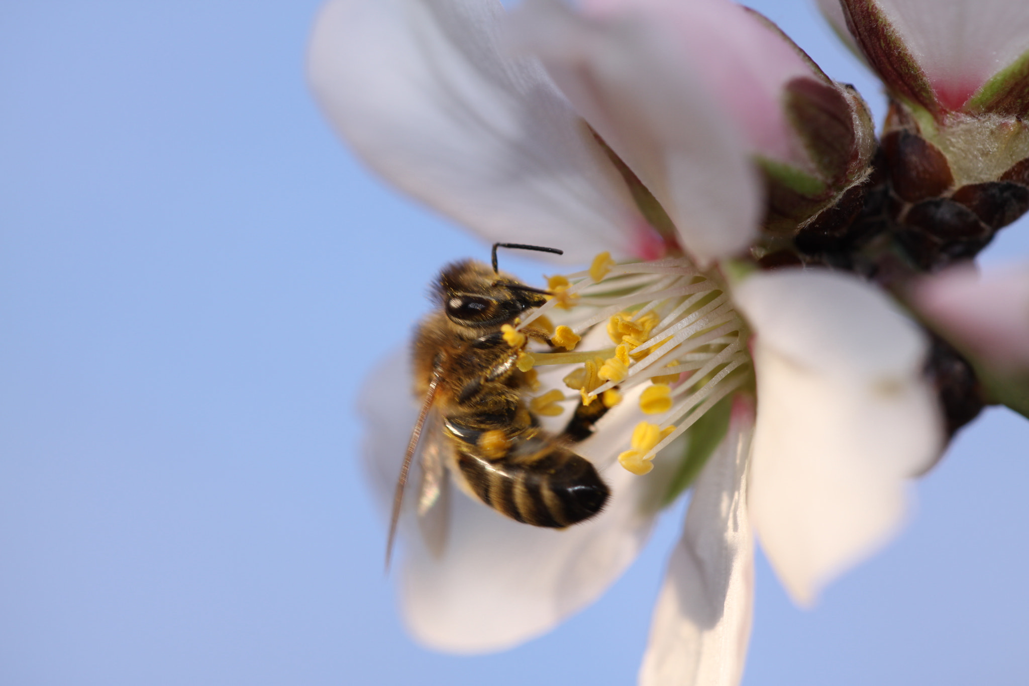 Canon EOS 50D + Sigma APO Macro 150mm f/2.8 EX DG HSM sample photo. Honey bee, almond blossom photography