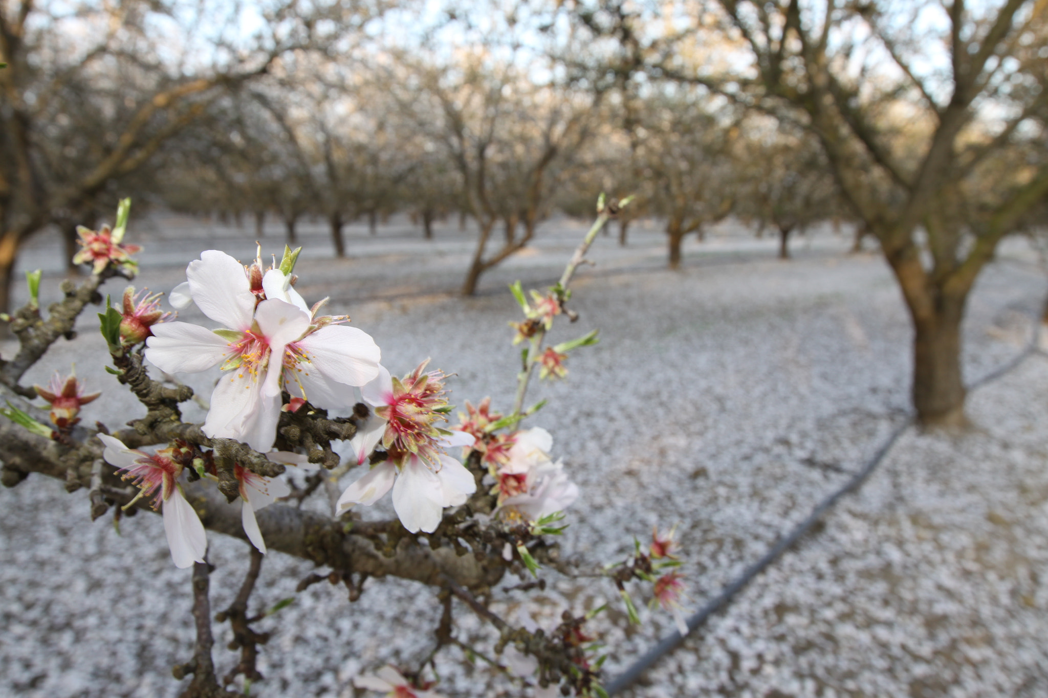 Canon EF 16-35mm F2.8L II USM sample photo. Almond blossoms photography