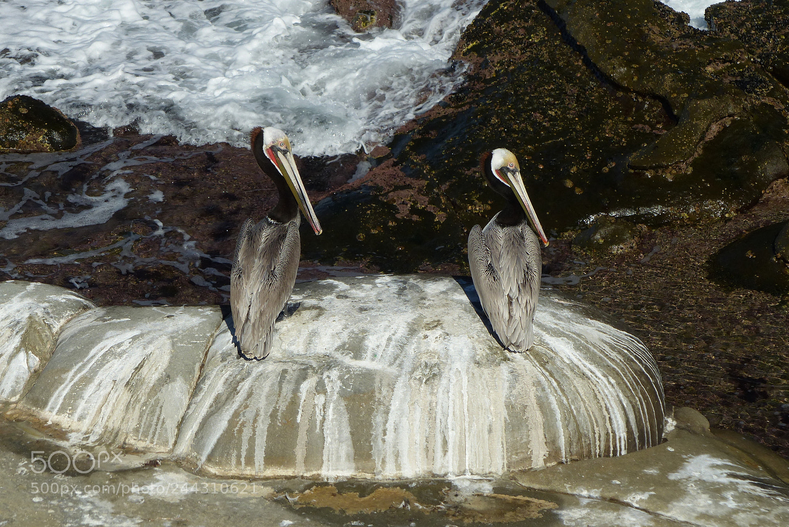 Panasonic Lumix DMC-FZ200 sample photo. A pair of pelicans photography