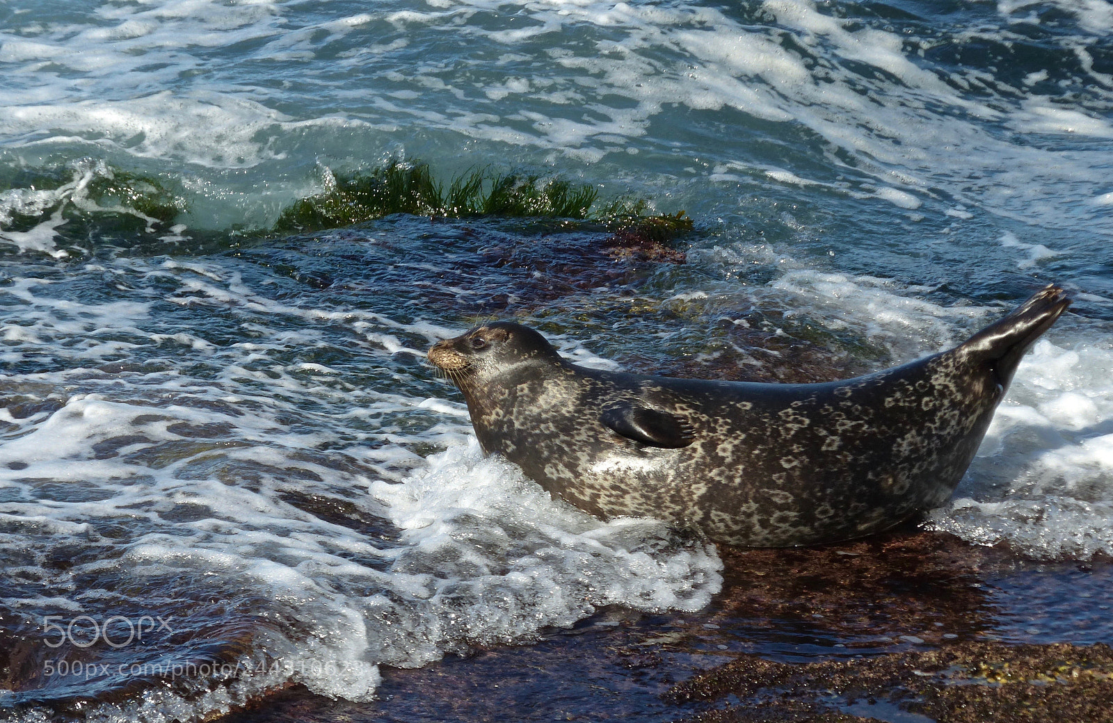 Panasonic Lumix DMC-FZ200 sample photo. Flexing for the wave photography