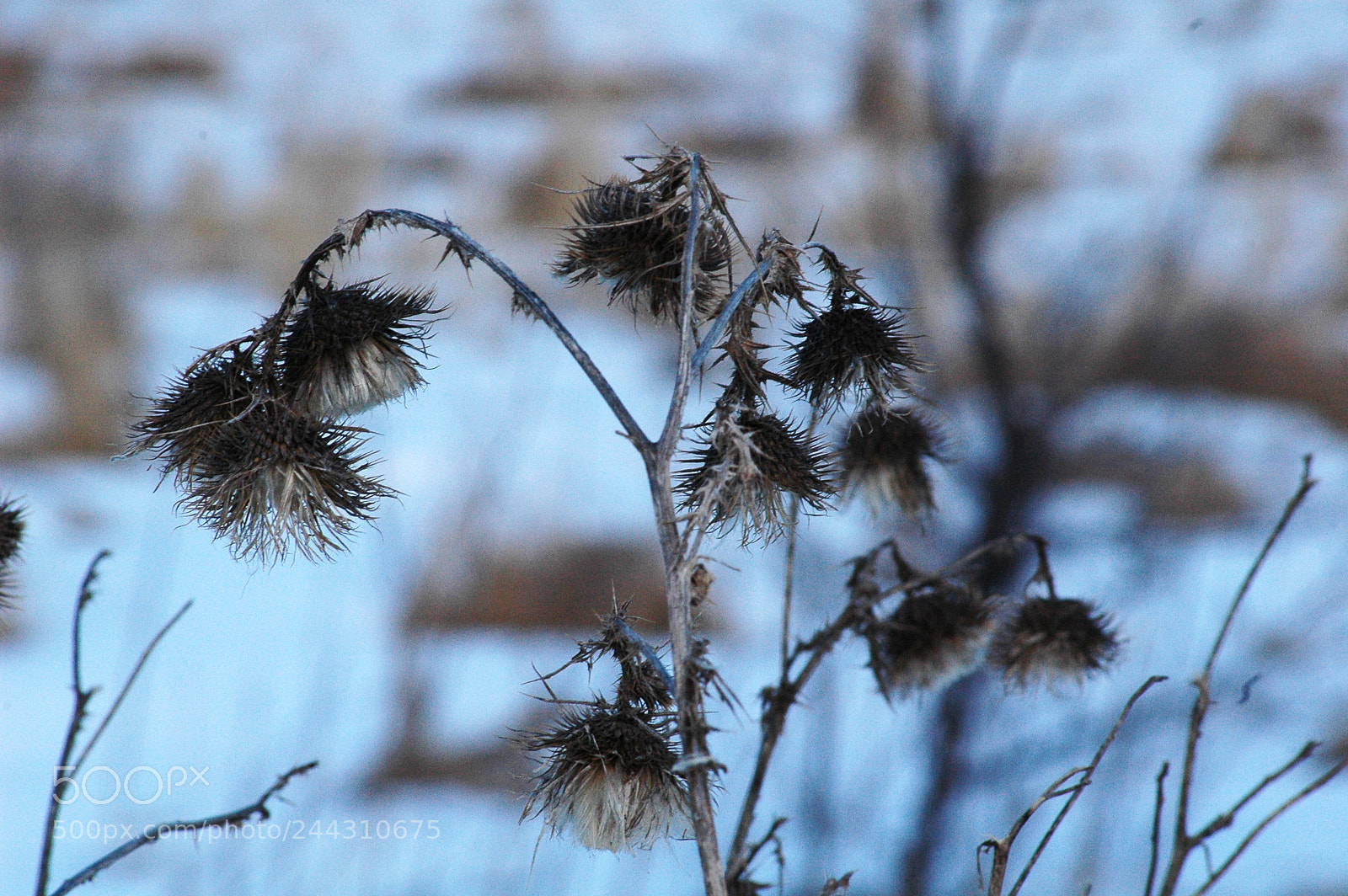 Nikon D70 sample photo. Dead pokeys photography