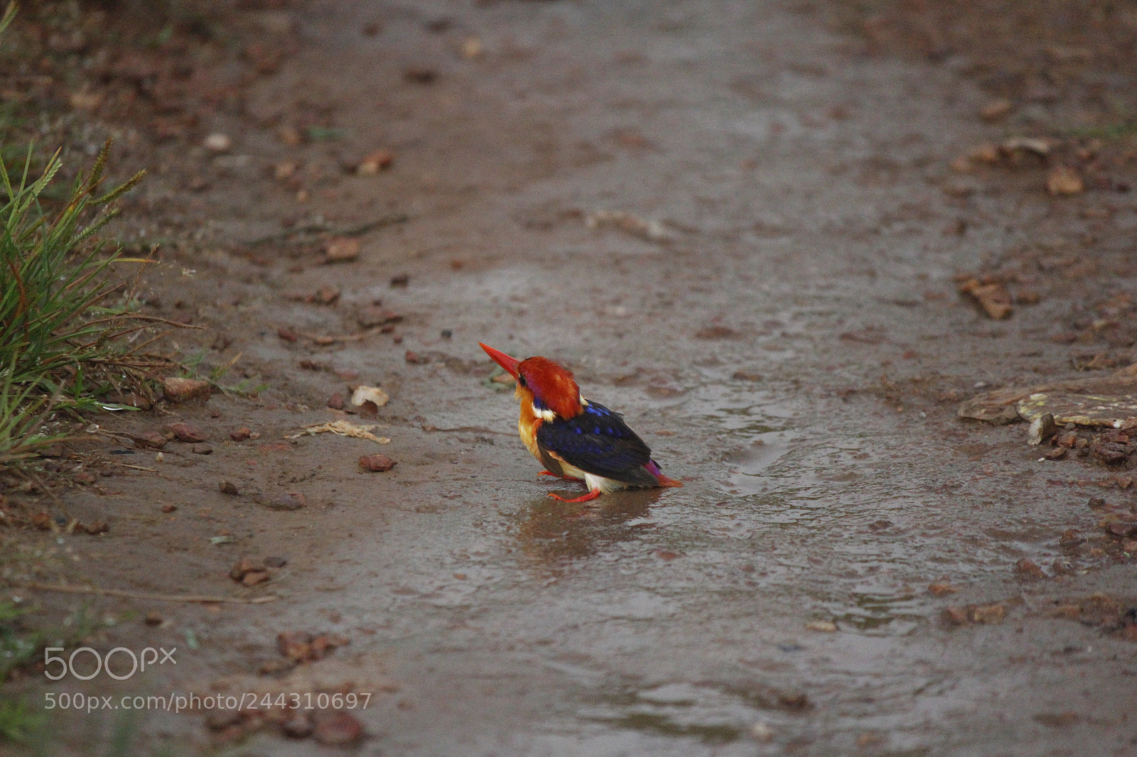 Canon EOS 1300D (EOS Rebel T6 / EOS Kiss X80) sample photo. Little bird photography