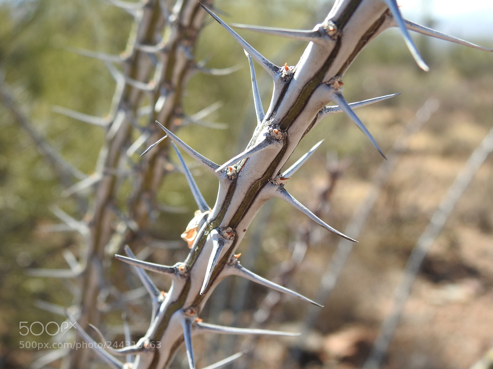 Nikon Coolpix P900 sample photo. Tucson desert photography