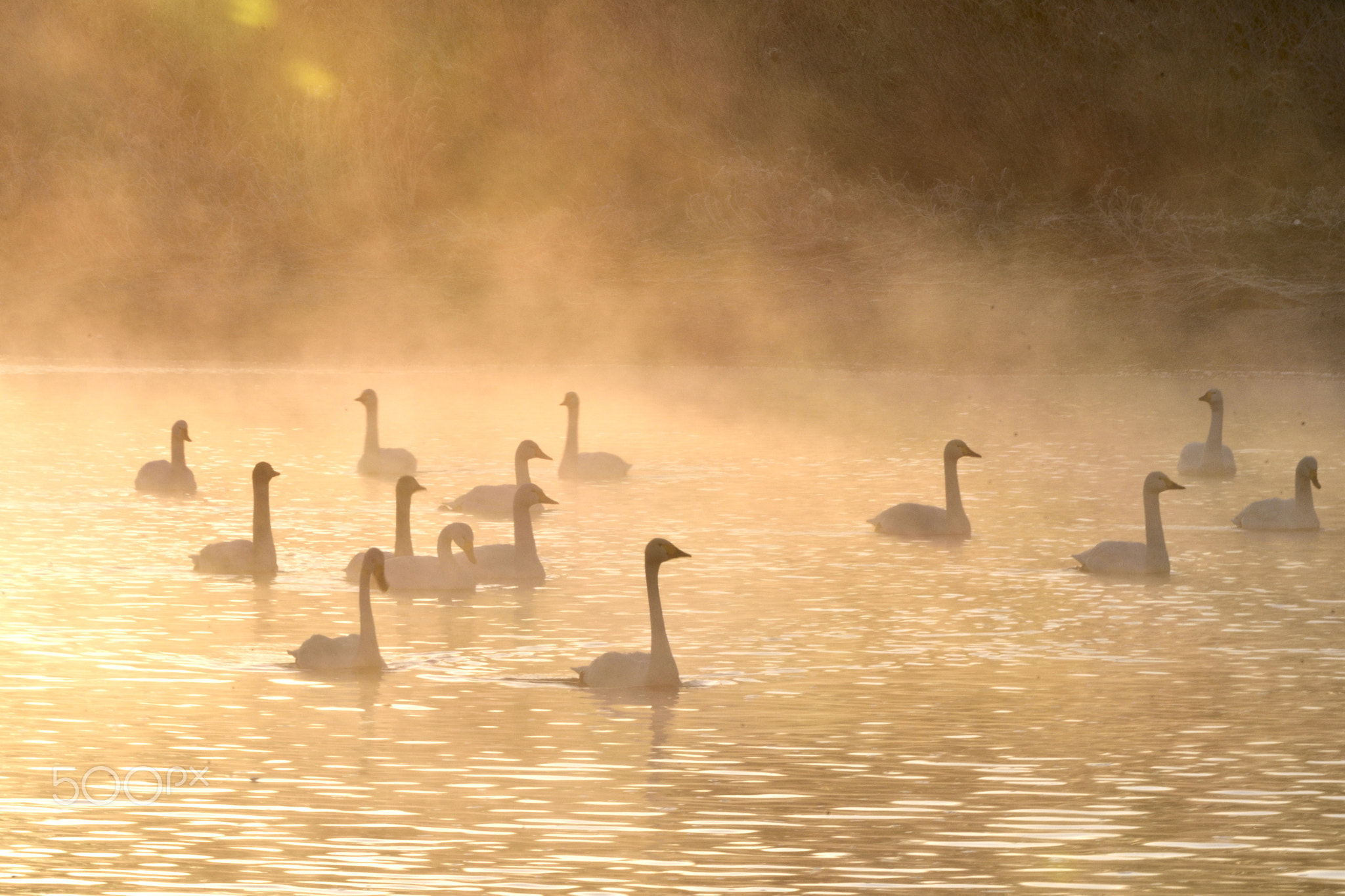 ゴールドに染まった霧の中に