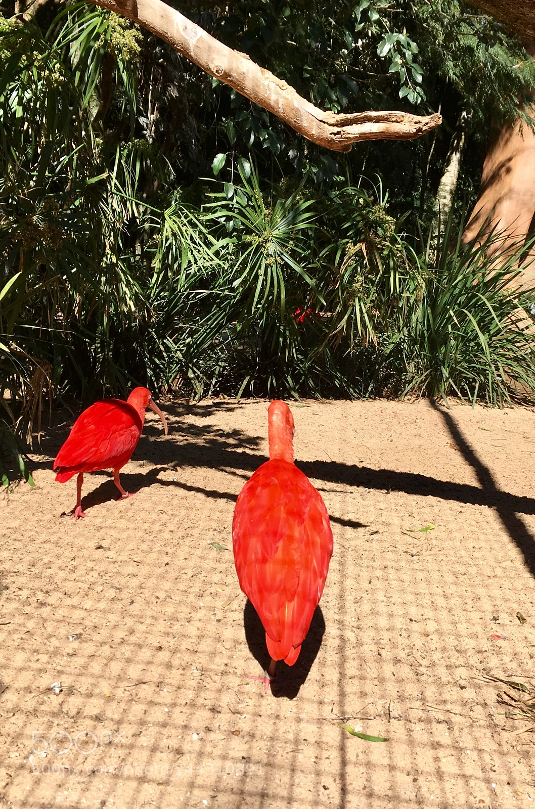 Apple iPhone SE sample photo. Untitled photography