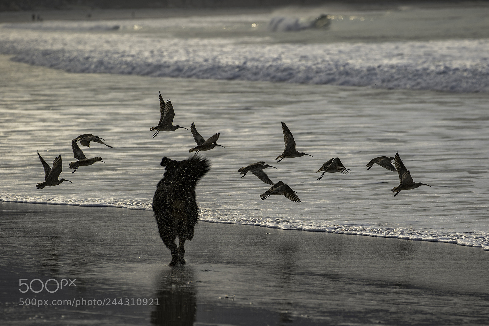 Canon EOS 7D Mark II sample photo. Bernese mt dog, beach1 photography
