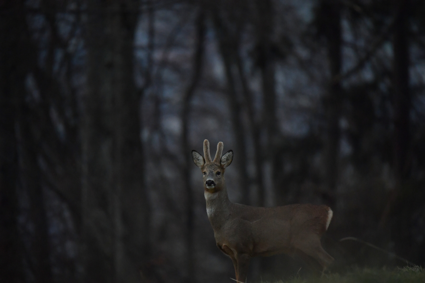 Sigma 150-600mm F5-6.3 DG OS HSM | S sample photo. Brocard photography