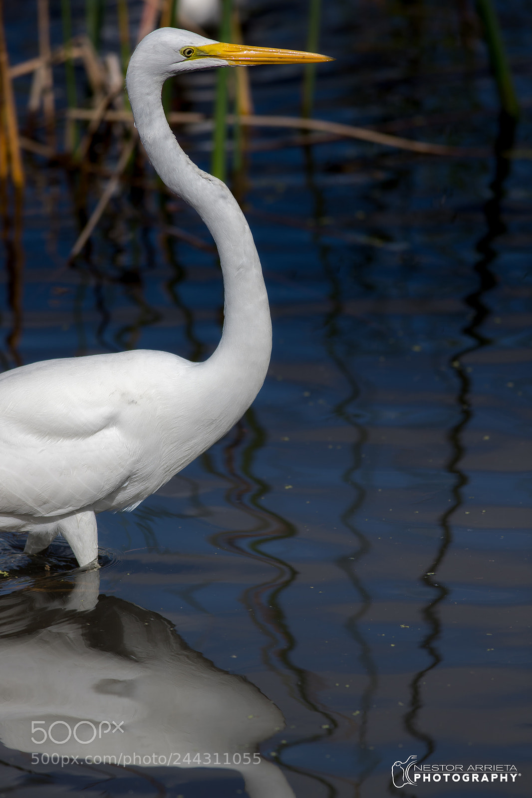 Canon EOS-1D X Mark II sample photo. Egret photography