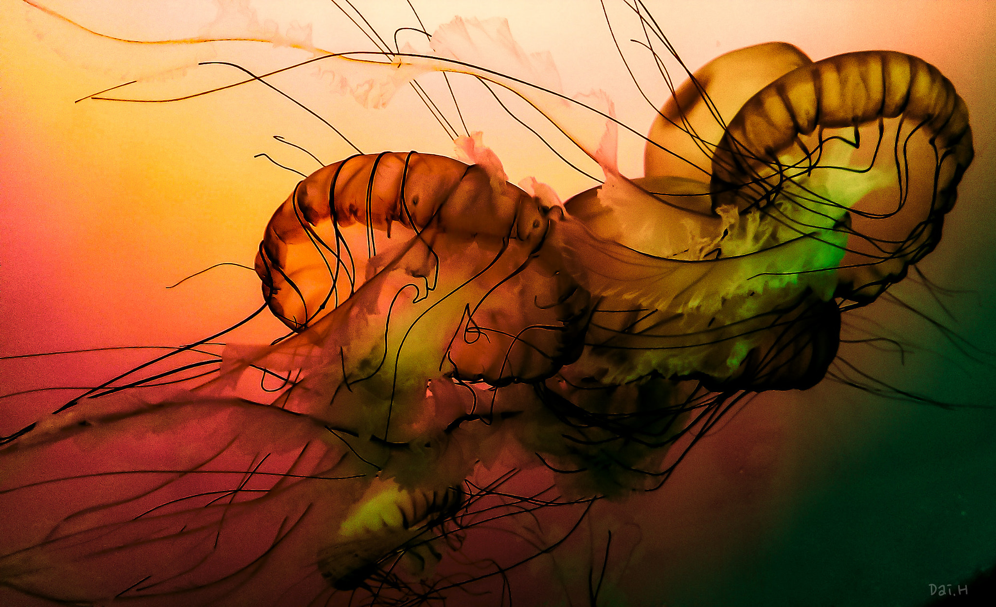 HTC ONE sample photo. Dramatics jellyfishes photography