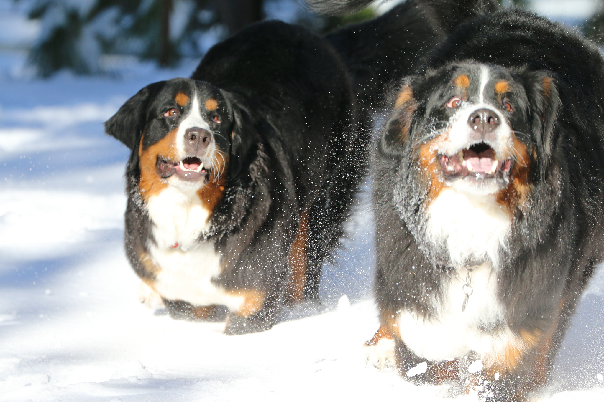 Canon EOS 70D + Canon EF 70-300mm F4-5.6L IS USM sample photo. Bernese mt dog, snow1 photography