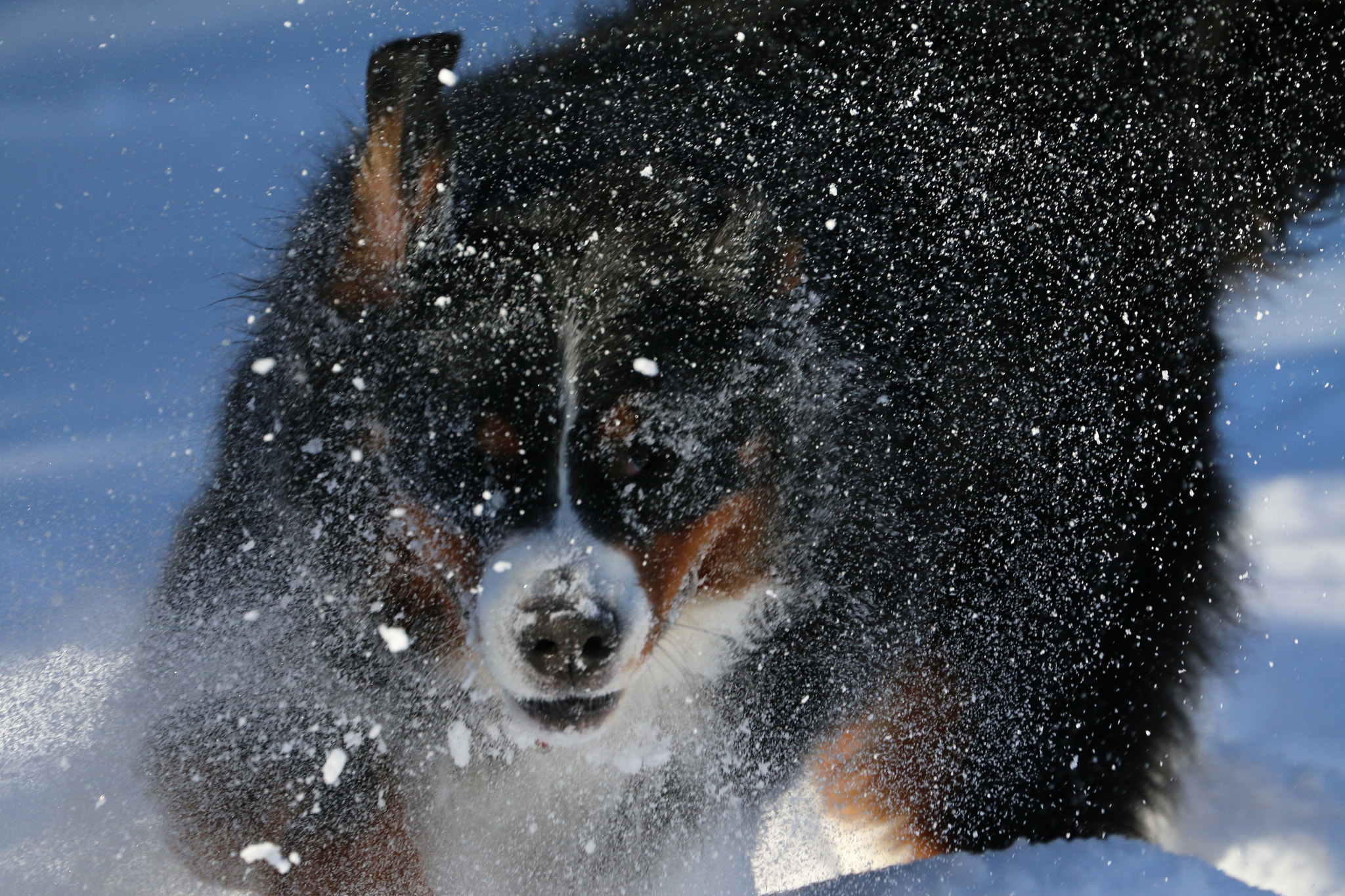 Canon EF 70-300mm F4-5.6L IS USM sample photo. Bernese mt dog, snow2 photography