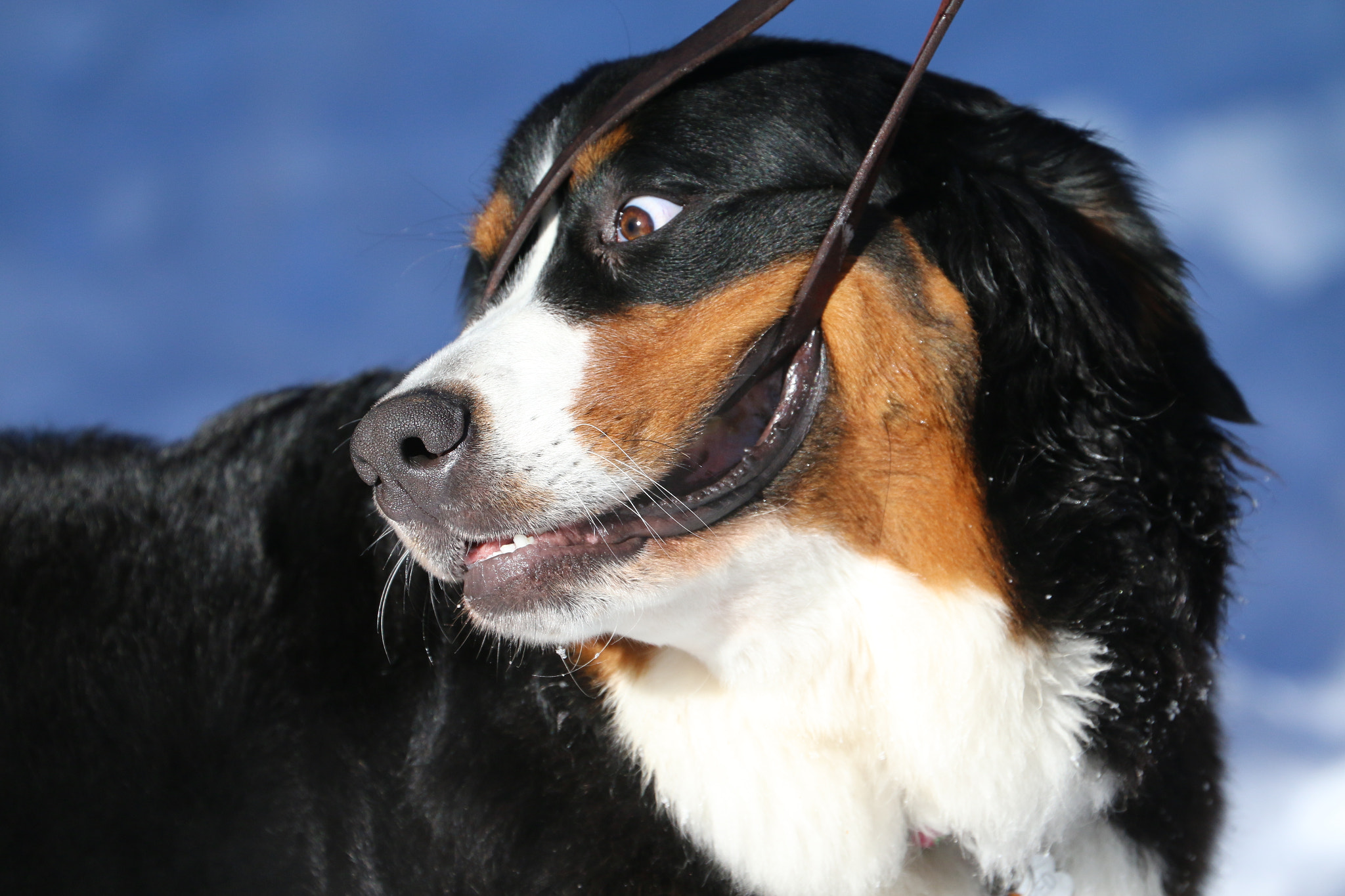 Canon EF 70-300mm F4-5.6L IS USM sample photo. Bernese mt dog, snow3 photography