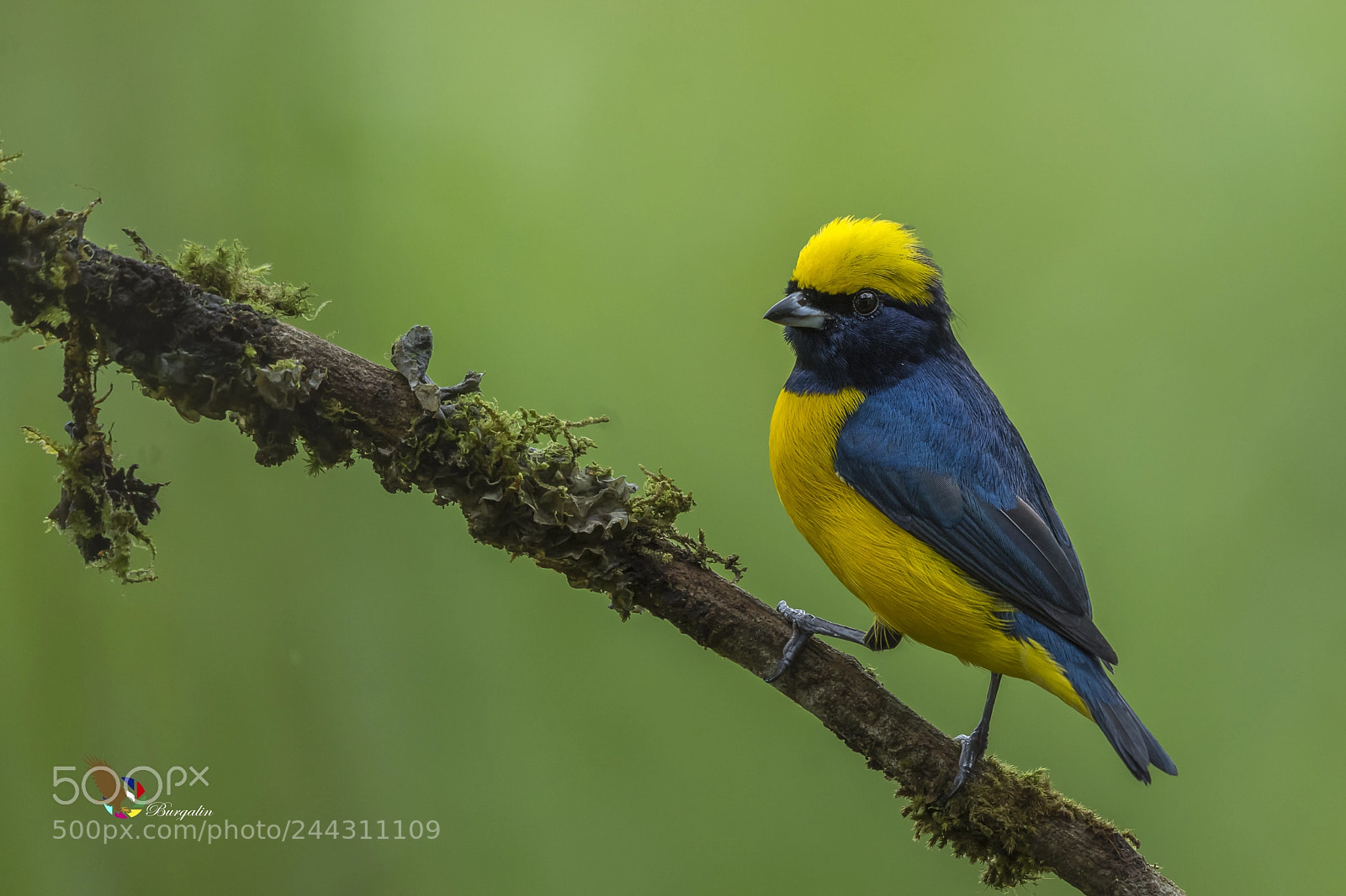 Nikon D7100 sample photo. Yellow-crowned euphonia photography