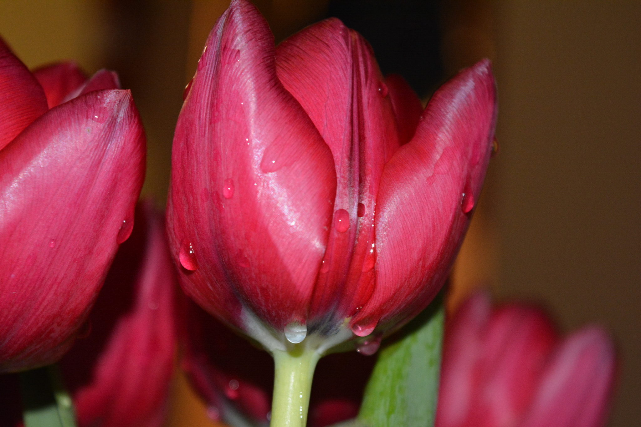 Nikon D7100 sample photo. Dsc photography