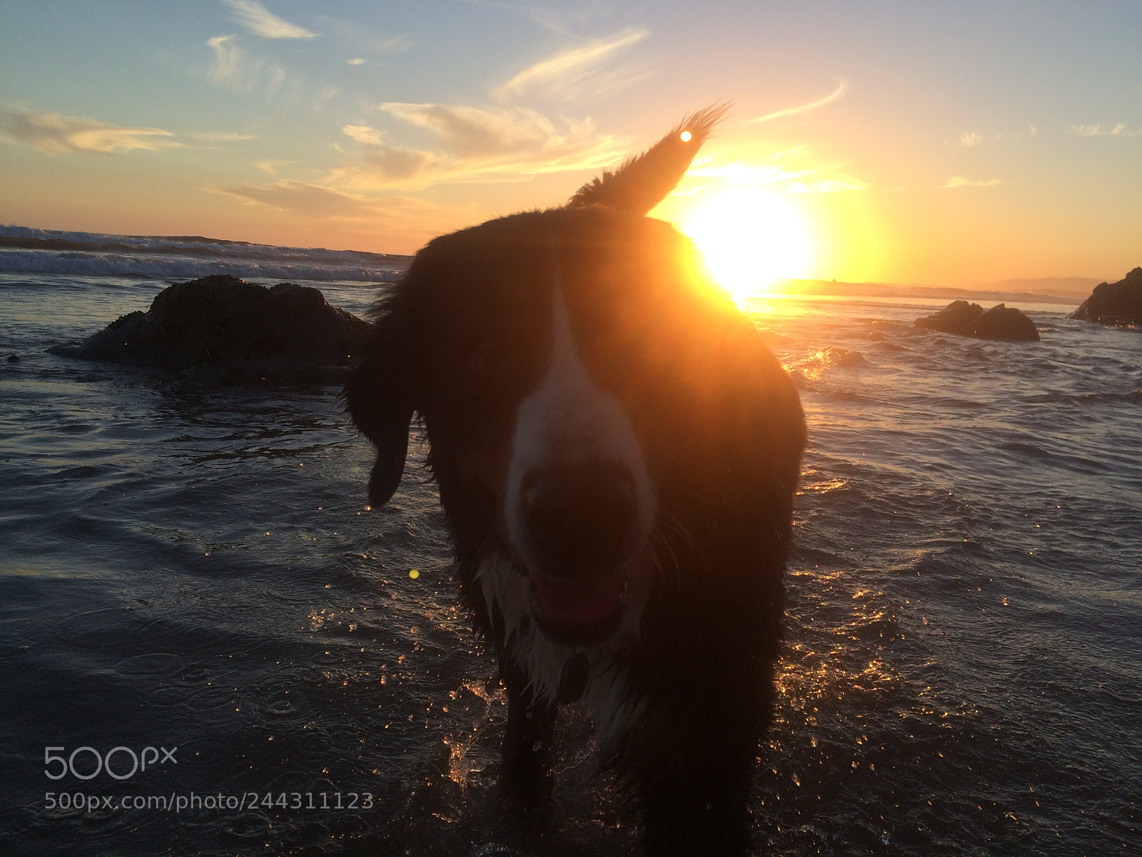 Apple iPhone 5s sample photo. Bernese mt dog, beach5 photography