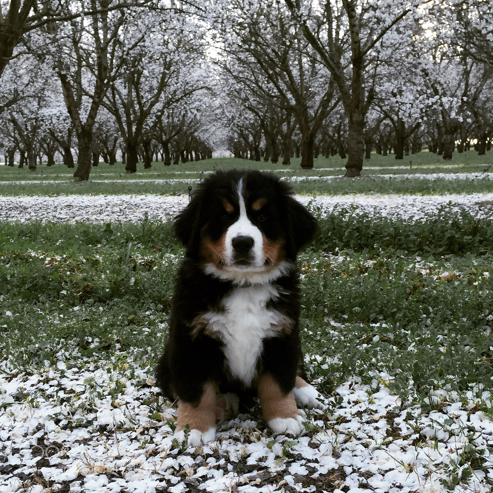 Apple iPhone 6 sample photo. Bernese mt dog, pup photography