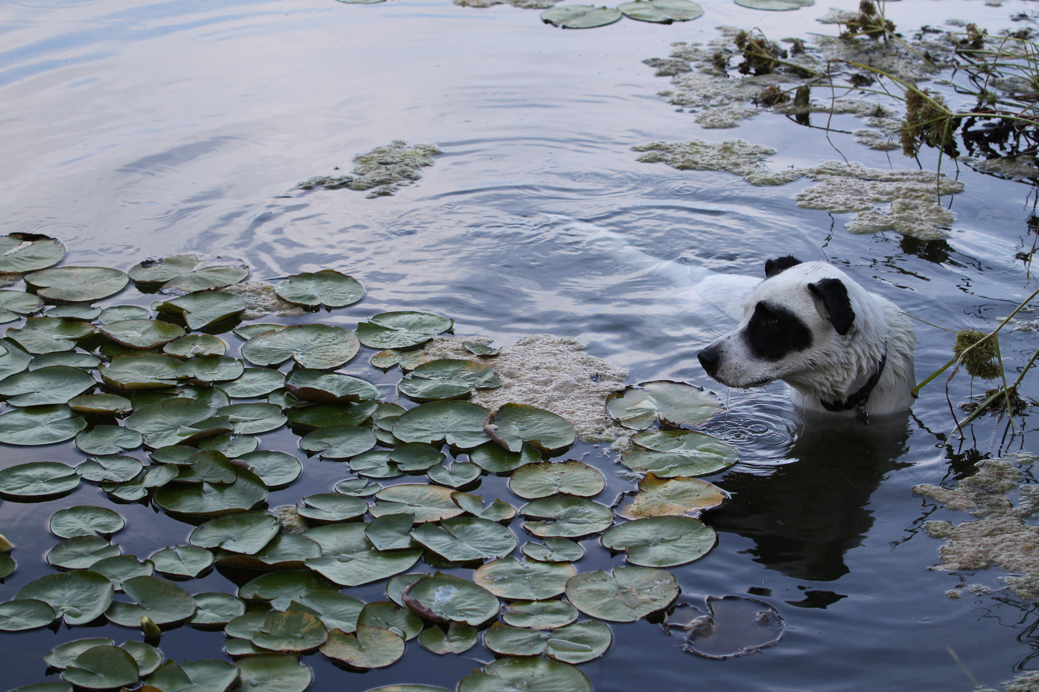 Canon EOS 50D + Canon EF 70-300mm F4-5.6L IS USM sample photo. Dog pond photography