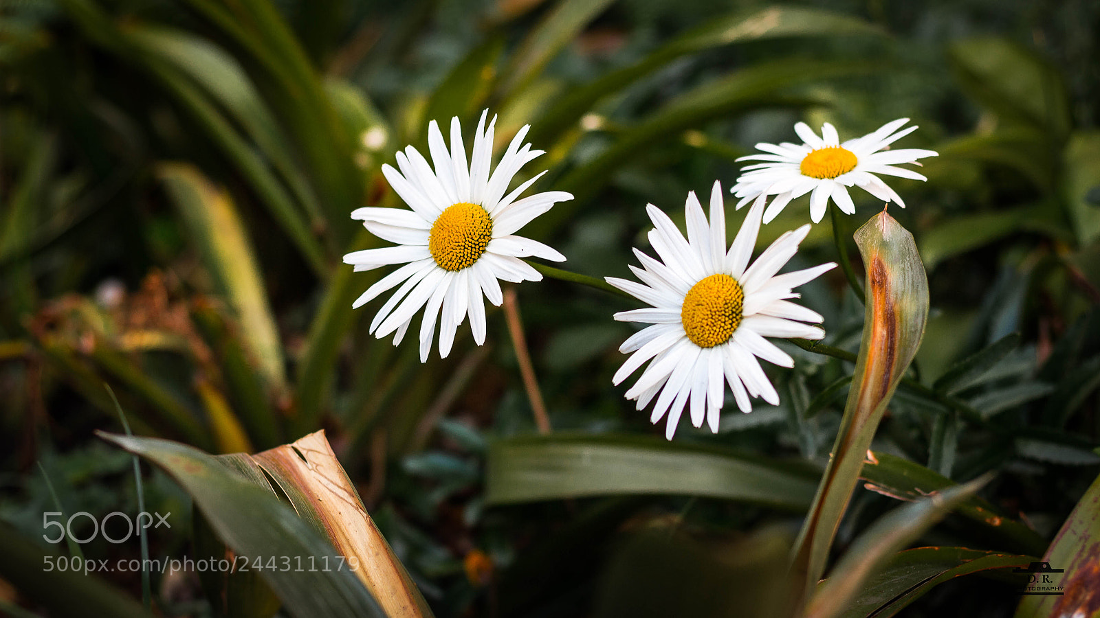 Canon EOS 700D (EOS Rebel T5i / EOS Kiss X7i) sample photo. Flowers photography