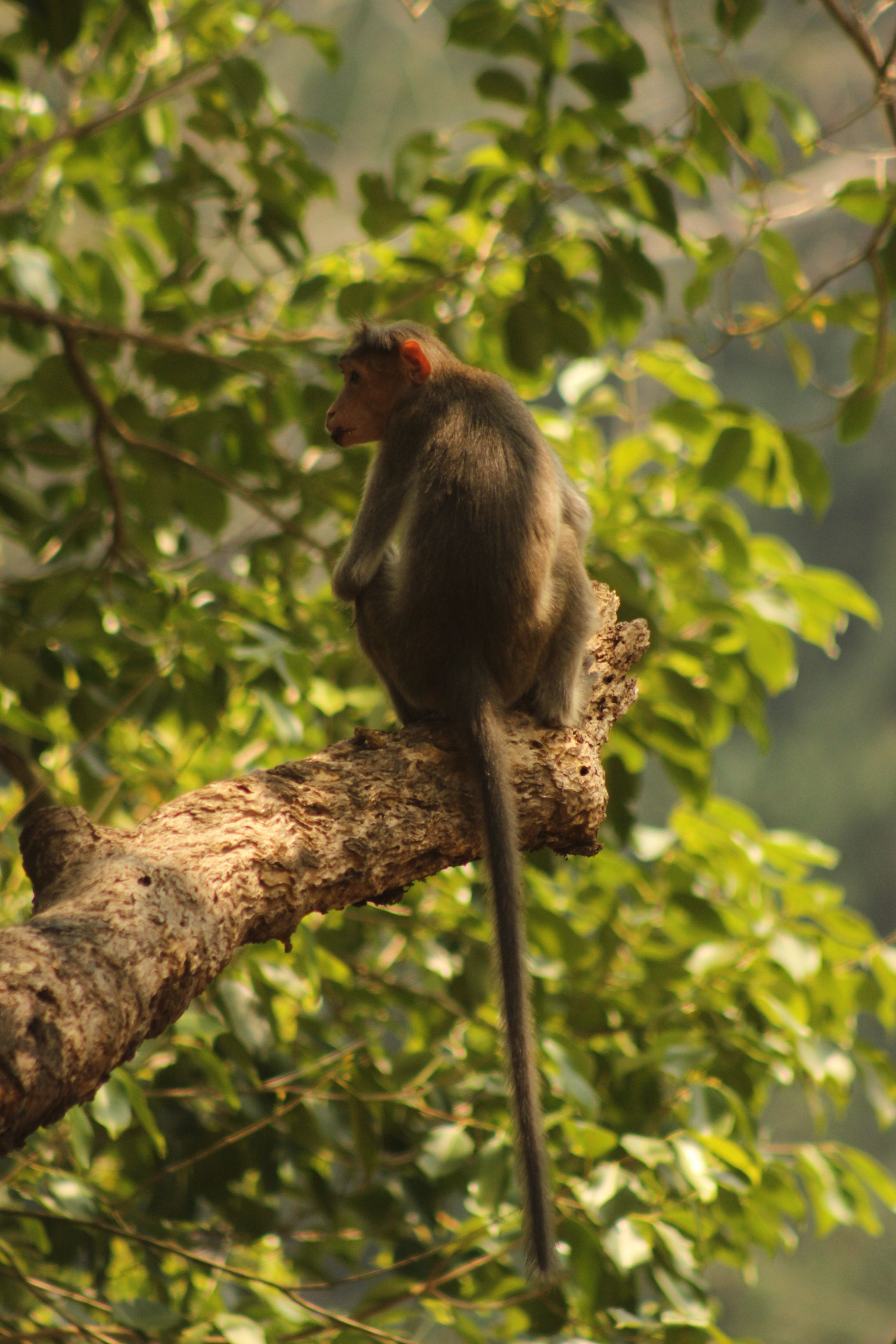 EF75-300mm f/4-5.6 sample photo. Monkey photography