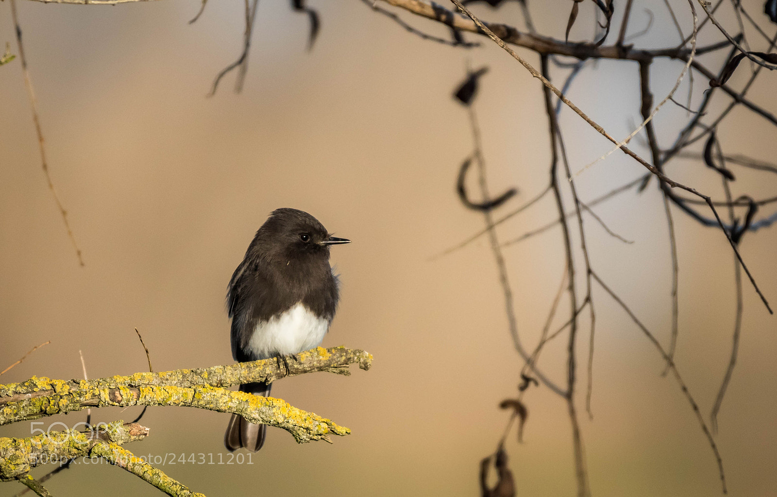 Nikon D810 sample photo. Black phoebe photography