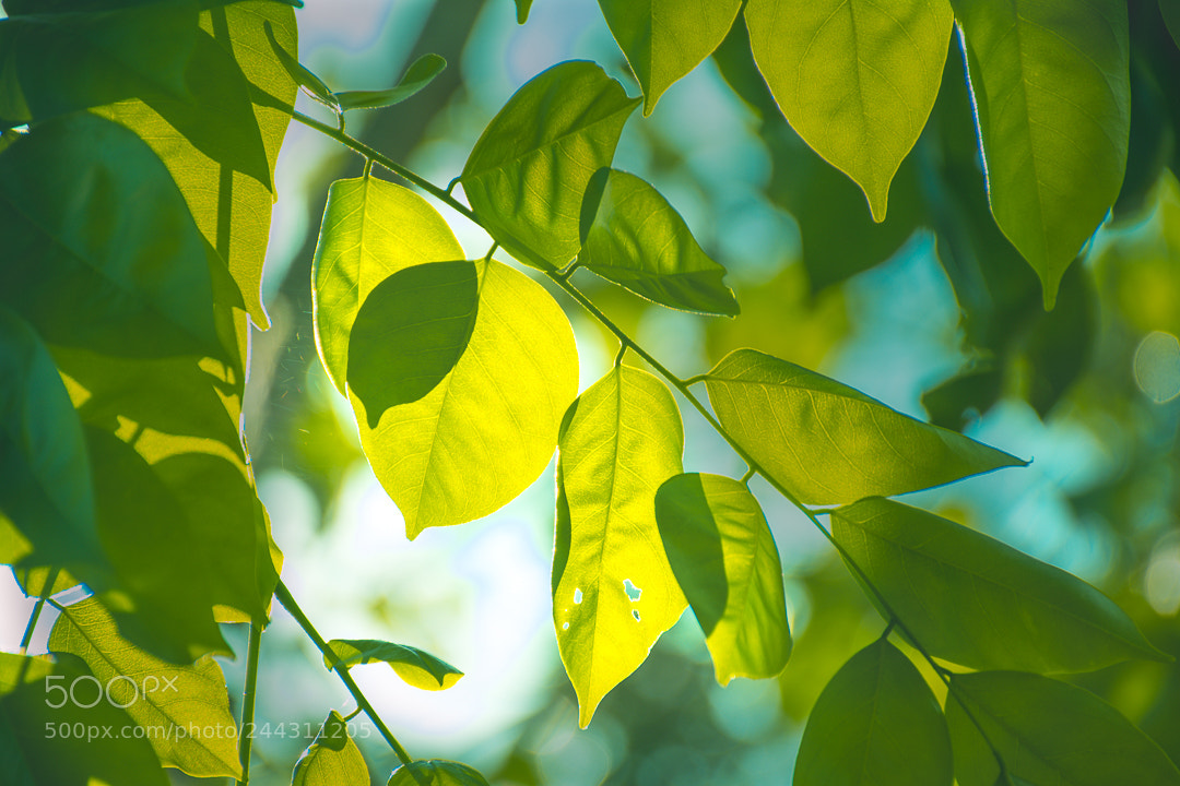 Nikon D3400 sample photo. Beauty in imperfection photography