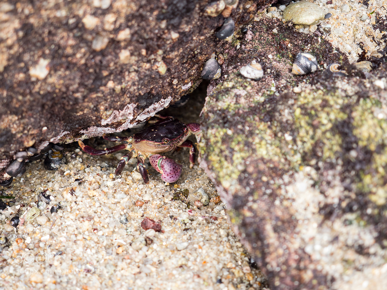 Olympus OM-D E-M1 Mark II sample photo. Hiding place photography