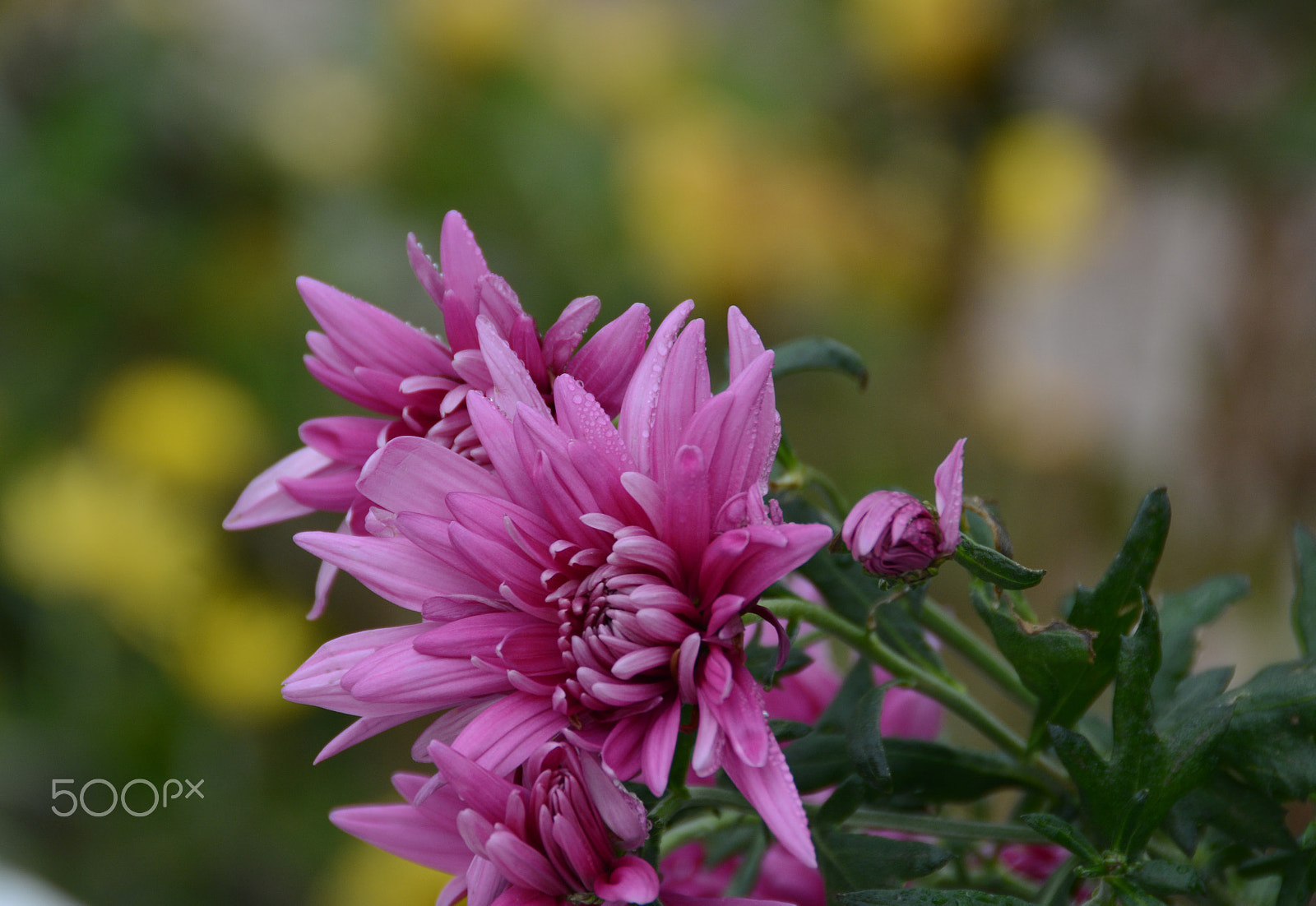 Nikon D7100 sample photo. Purple daisies photography