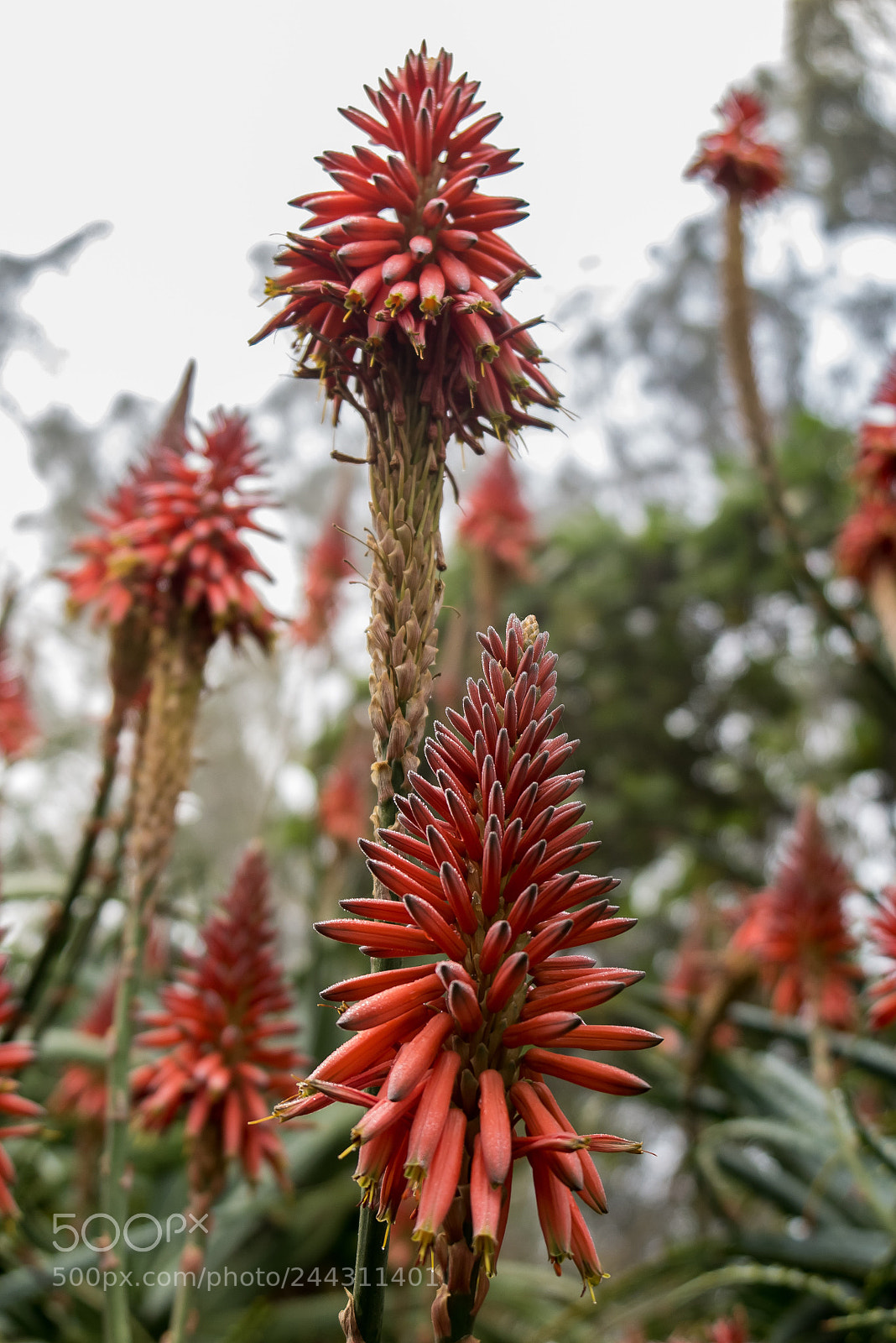 Canon PowerShot G1 X Mark II sample photo. Aloe arborescens photography
