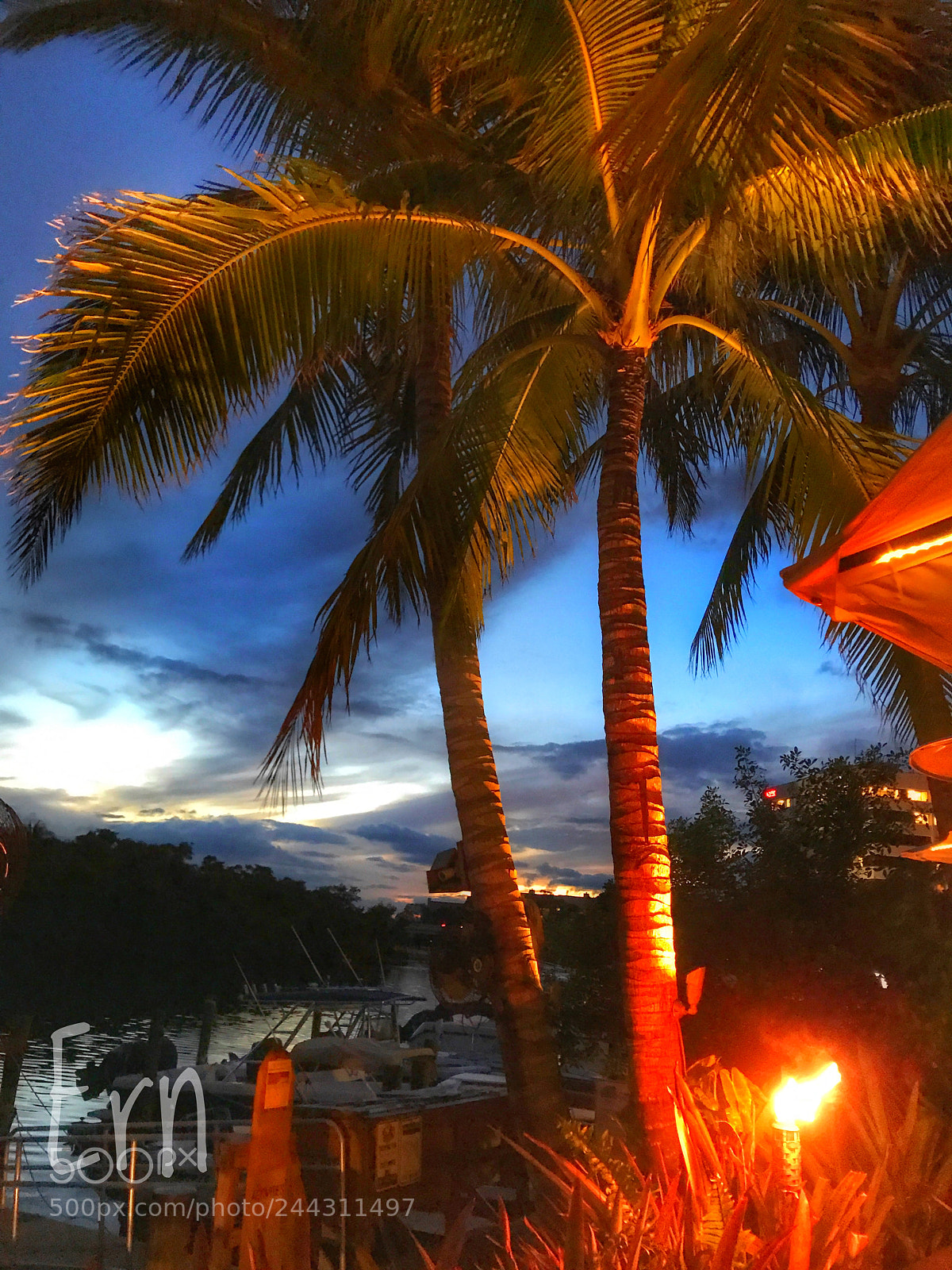 Apple iPhone 7 Plus sample photo. Palm night jupiter fla photography