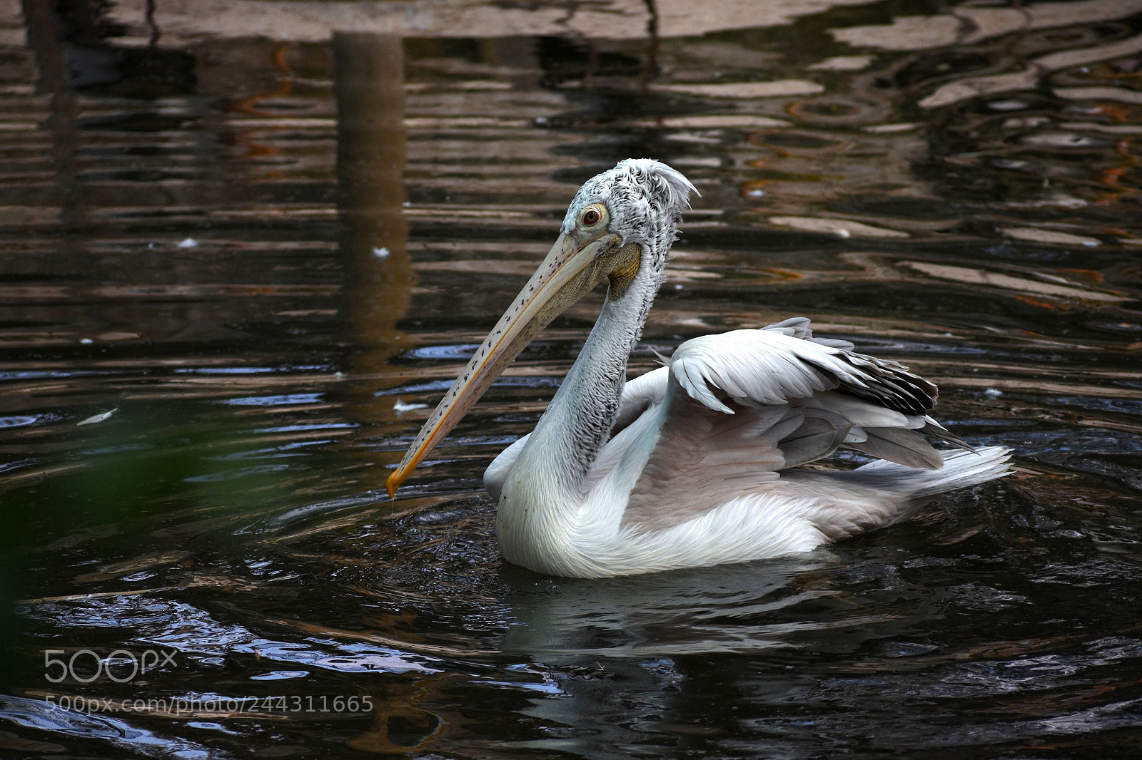 Nikon D3400 sample photo. Whitooo pelican. photography