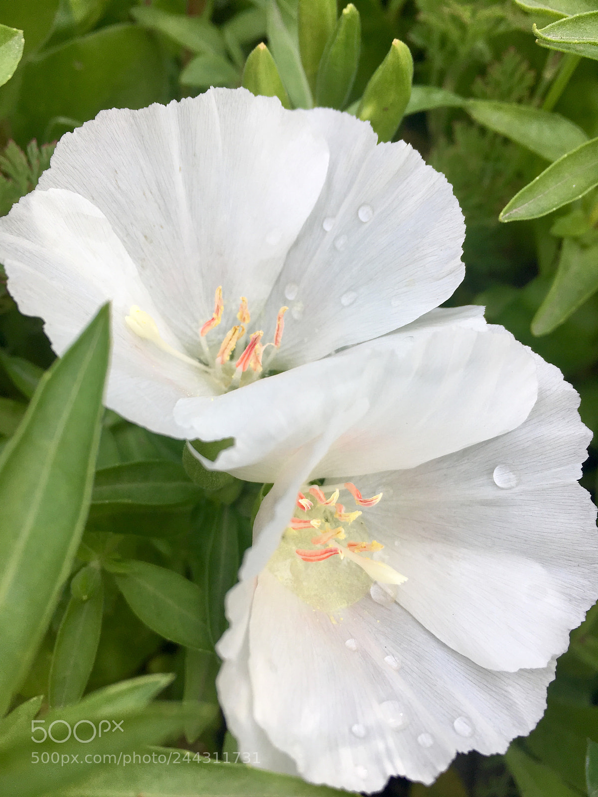 Apple iPhone SE sample photo. Untitled photography