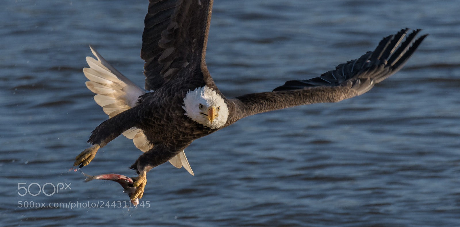 Nikon D500 sample photo. Ld14 eagle photography