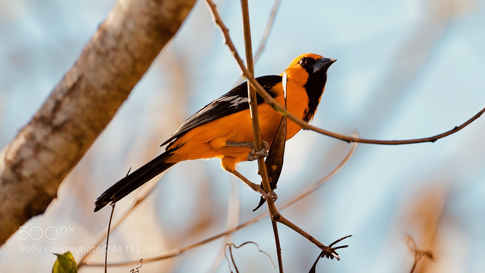 Canon EOS-1D X sample photo. Altamira oriole photography