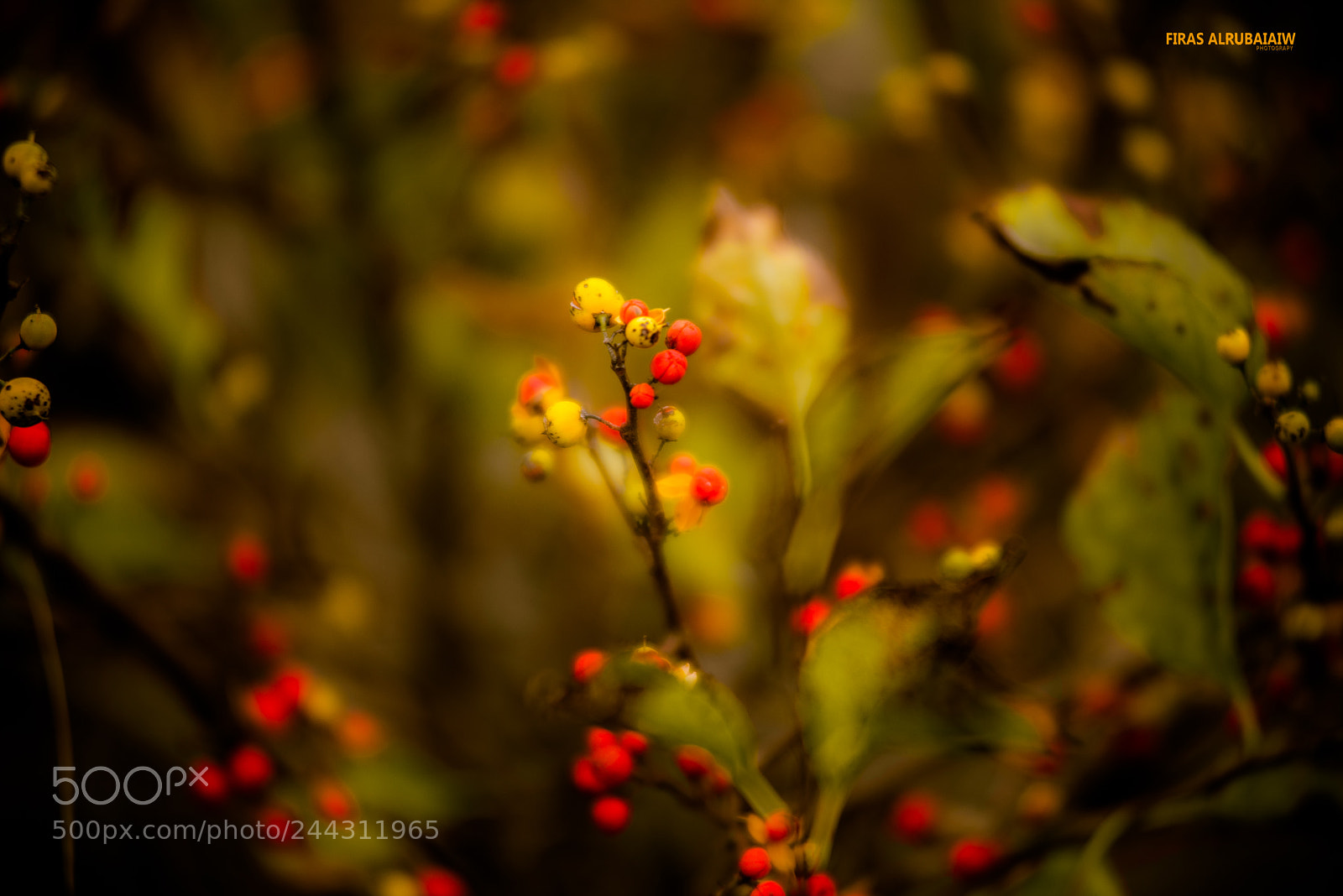 Nikon D610 sample photo. C photography