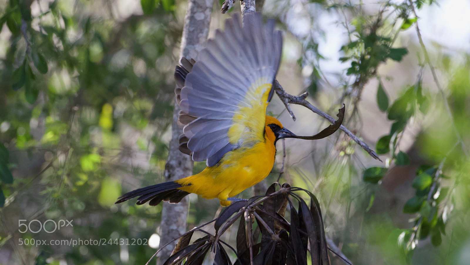 Canon EOS-1D X sample photo. Altamira photography
