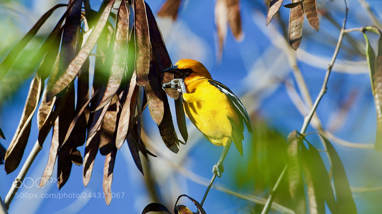 Canon EOS-1D X sample photo. Altamira oriole photography