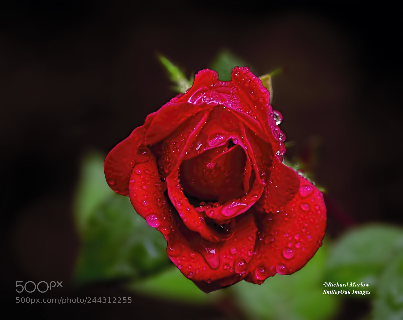 Nikon D5000 sample photo. Red rose photography