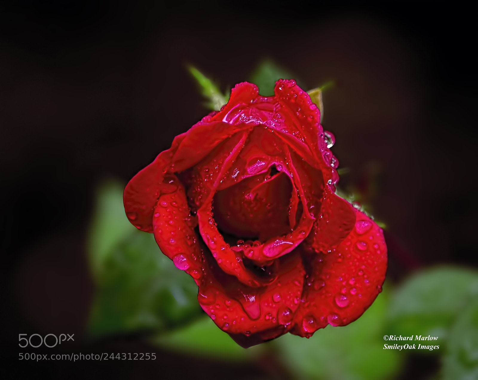 Nikon D5000 sample photo. Red rose photography