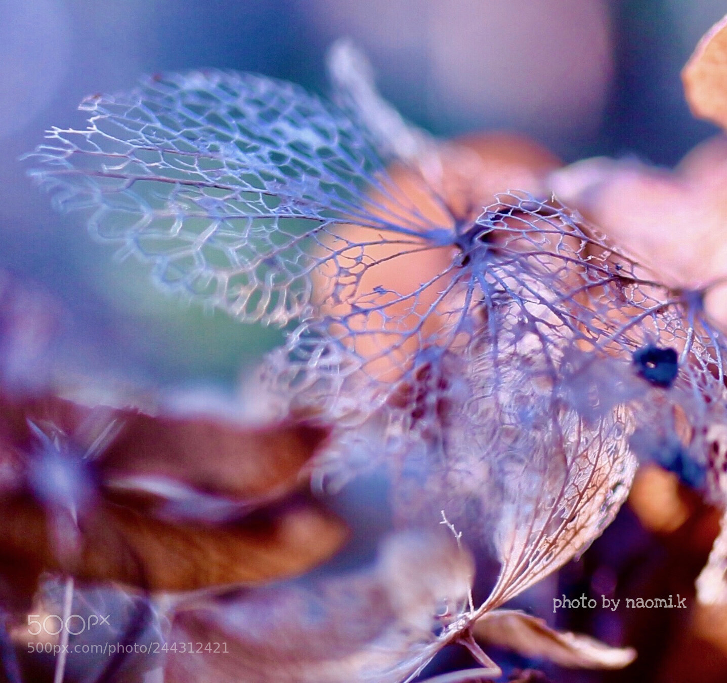 Canon EOS M10 sample photo. Dry flower   hydrangea photography