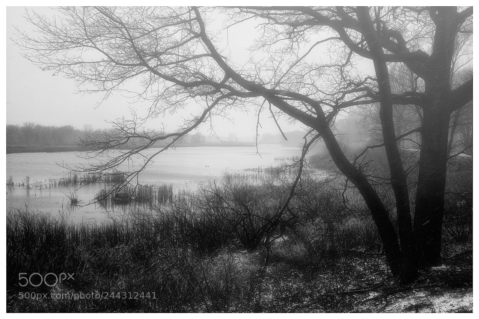 Fujifilm X-Pro2 sample photo. Winter fog photography
