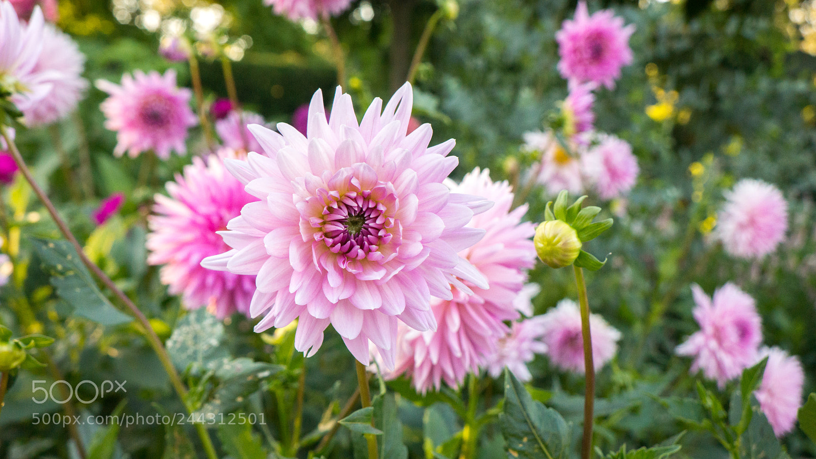 Sony Alpha NEX-7 sample photo. Untitled photography