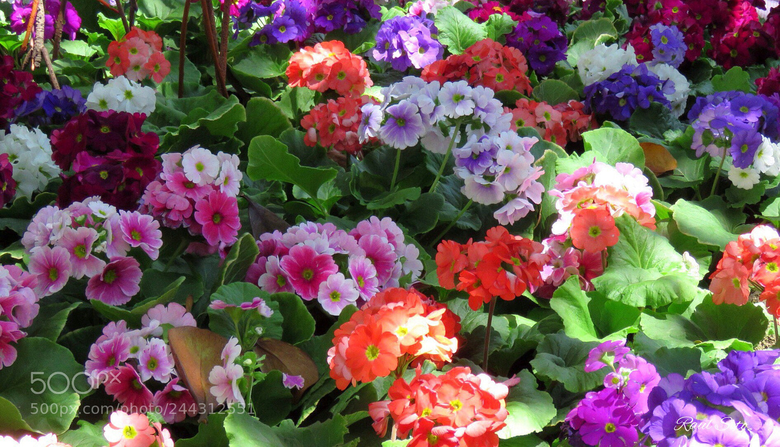 Canon PowerShot SX60 HS sample photo. Tapete de flores photography